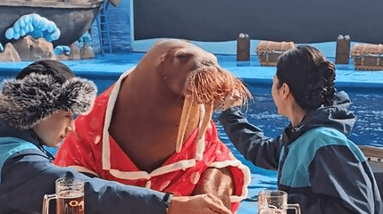 Moment ‘Internet Celebrity’ Walrus Sits Down At Table And Dines In Viral Ocean Park Video