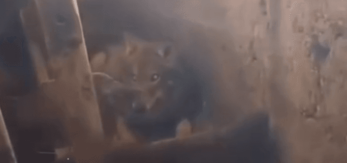 Stunned Workers Find Young Wolf Resting In Straw Next To Calves On Cow Farm