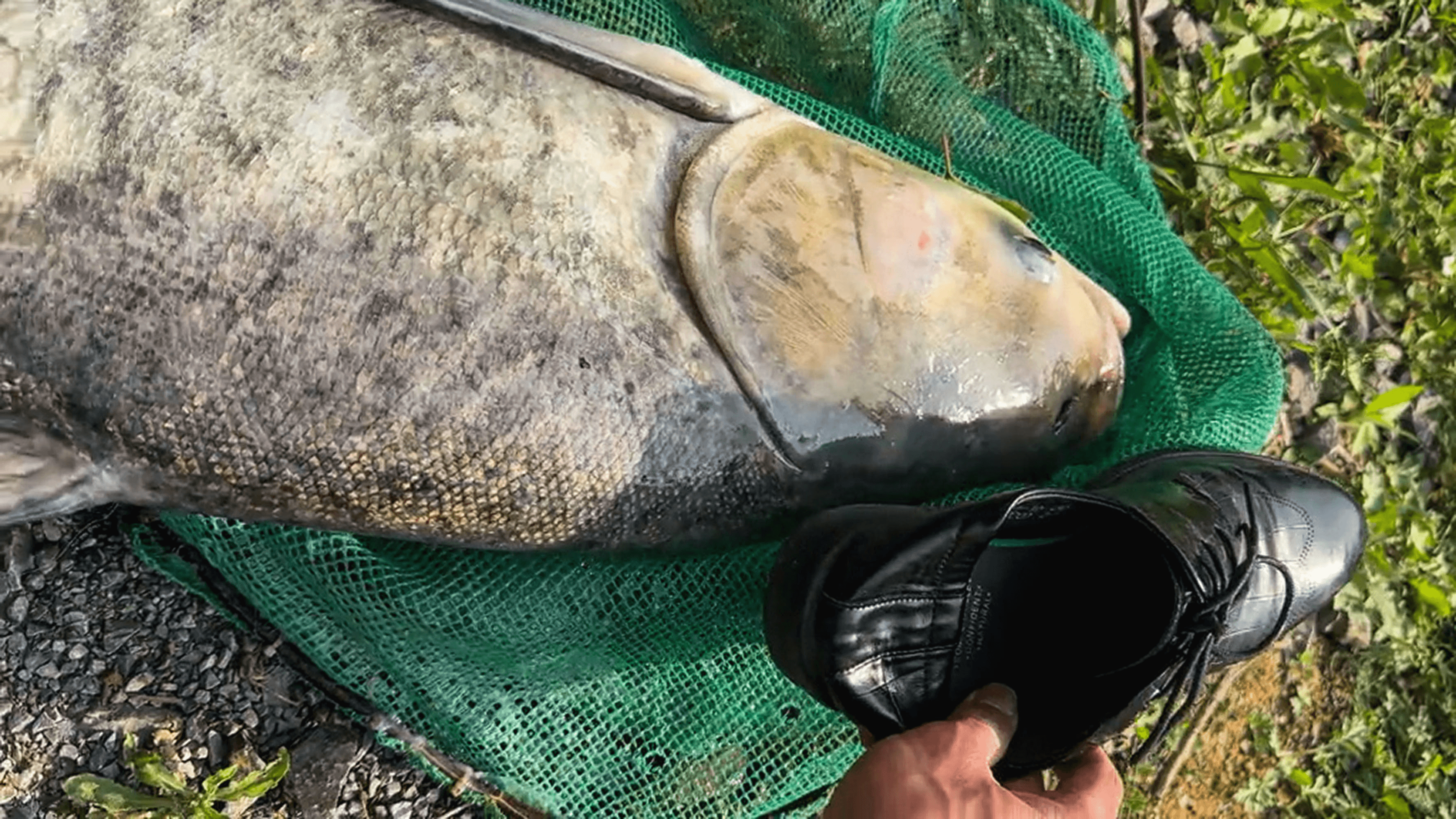HOOK, LINE, AND STINKER - Caught Fish Flips Out At Angler's Smelly Shoe - Article cover image
