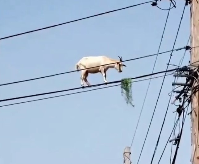 GOT YOUR GOAT? Is This Viral Video Of Gravity-Defying Goat For Real? - Article cover image