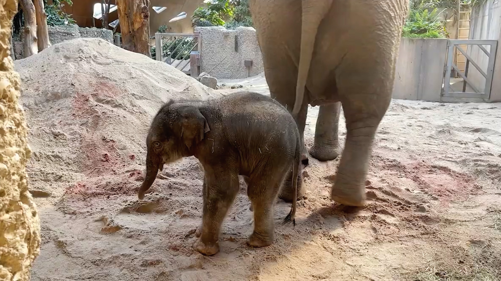 BABY NELLYPHANT: Adorable Calf Cosies Up To Mum To Feed - Article cover image