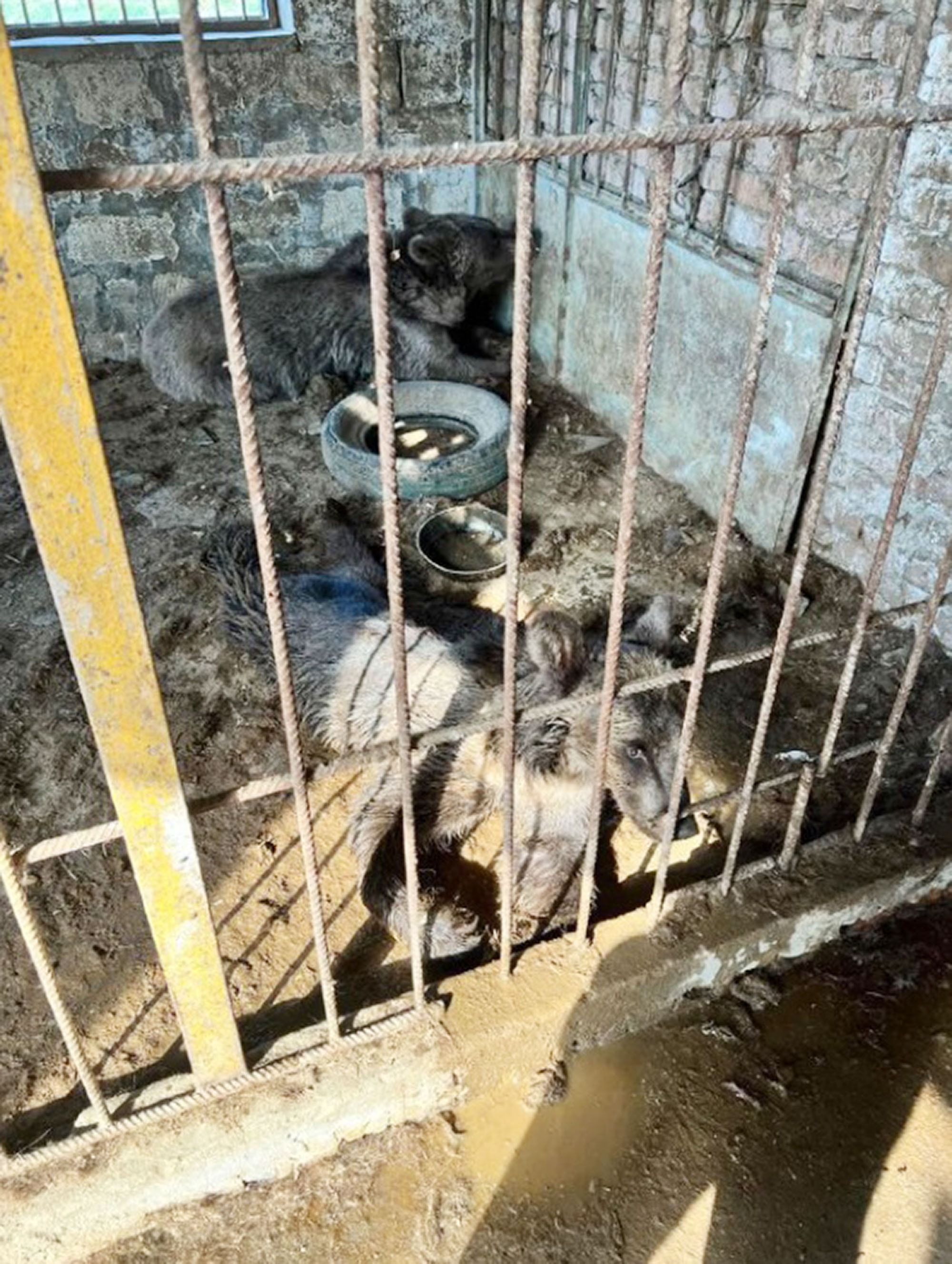 HOW COULD ZOO? Heartbreak Of Sickly Animals Starved In Macabre Menagerie - Article cover image