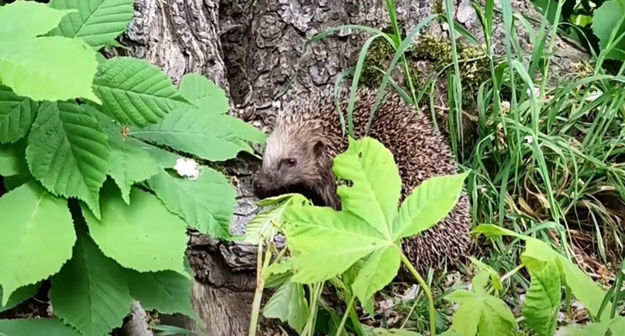 LAWN AND ORDER - Ban On Robot Mowers After Dark To Save Randy Hedgehogs - Article cover image