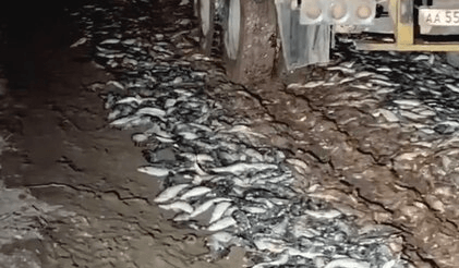 SCALES OF JUSTICE - Cops Investigate After Fishermen Block Road With Tonnes Of Dead Fish - Article cover image