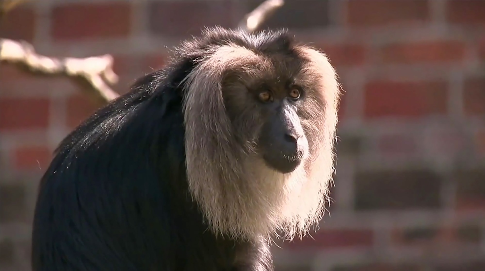 MONKEY BUSINESS - Teens Who Stole Female Macaque From Zoo To Make Selfies Are Jailed - Article cover image