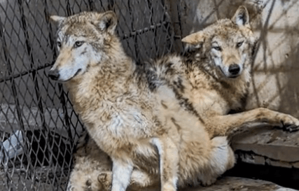 HOWL SHE DO THAT - Wolves Tremble In Fear At Zookeeper's Whiff Of Tigers - Article cover image