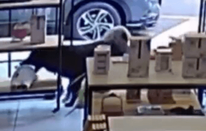 MOOVE IT - Dog Steals Cuddly Toy Cow From Store And Makes A Run For It - Article cover image