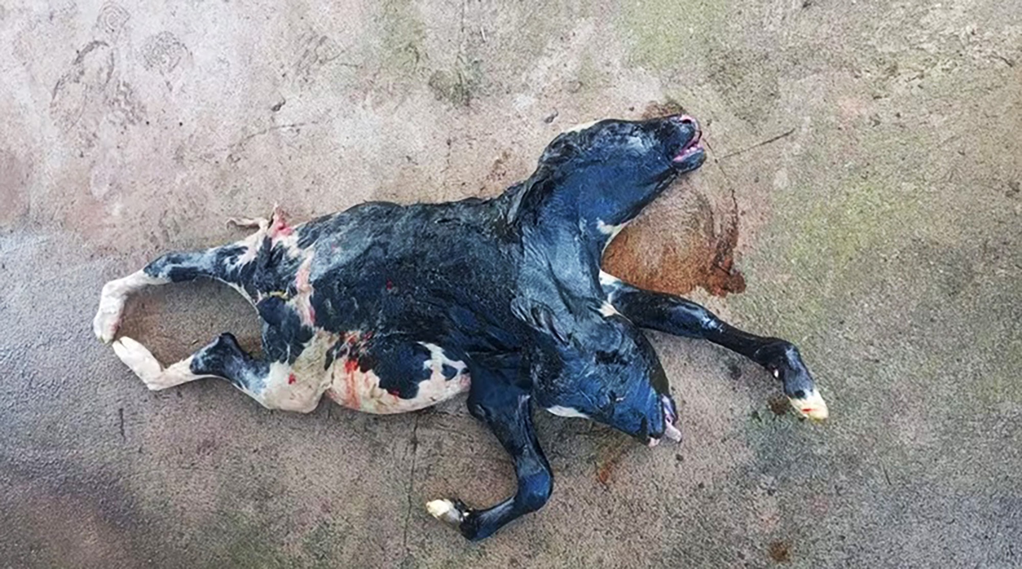 DOUBLE TROUBLE - Two-Headed Calf Shocks Farmer - Article cover image