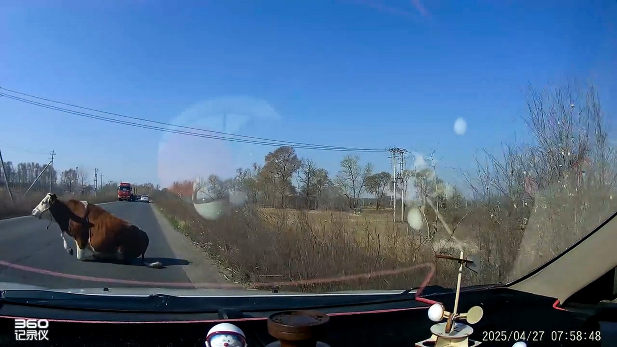 GREAT ESCAPE - Driver Crashes Into Cow That Jumped From Lorry And Survived To Flee - Article cover image