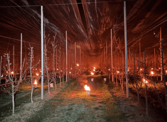 BRIGHT IDEA - Farming Brothers Use Hundreds Of Candles To Save Fragile Apricot Trees From Freezing - Article cover image