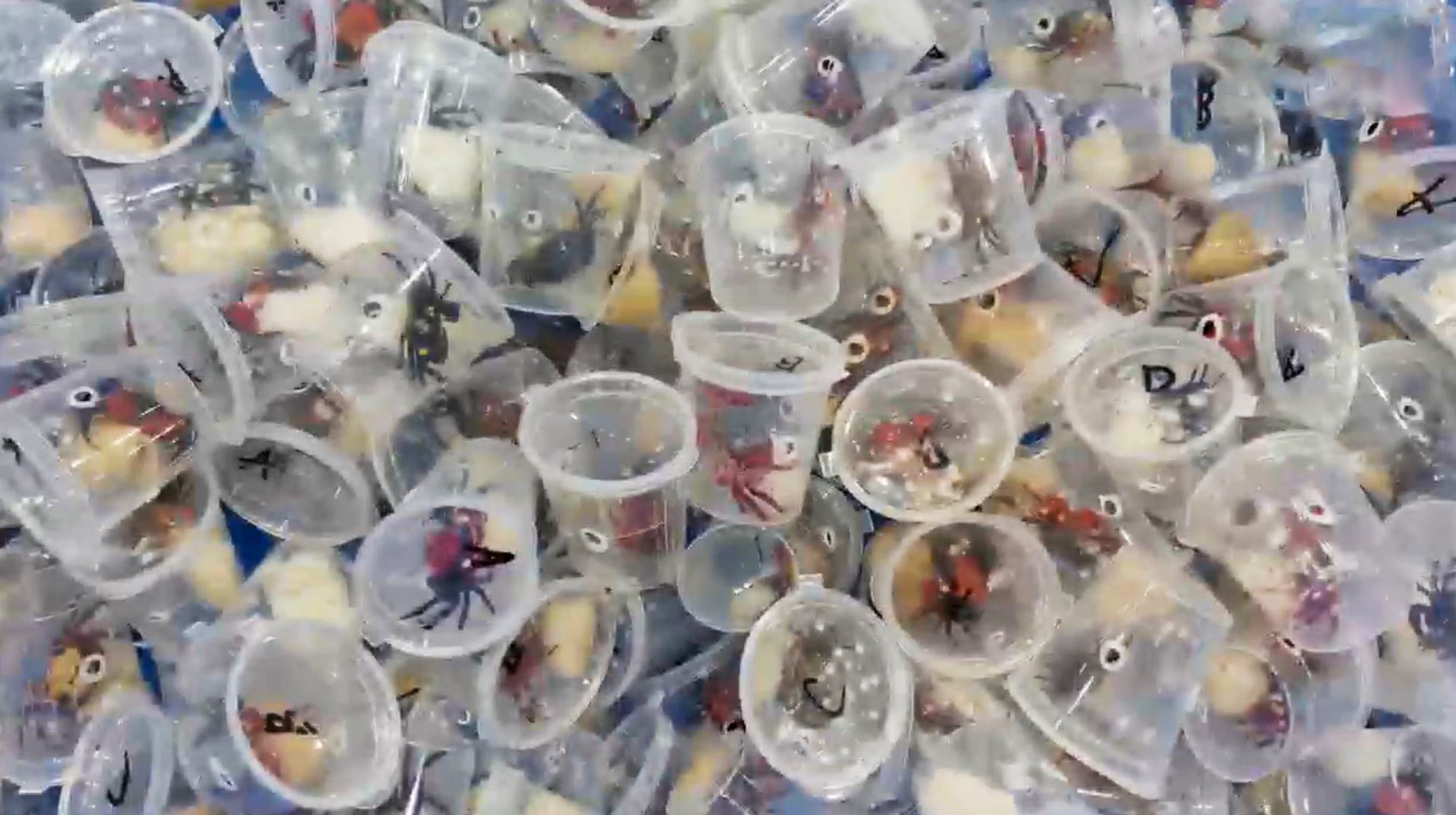 FEELING THE PINCH - Customs Seize 170 Live Vampire Crabs From Smuggler - Article cover image