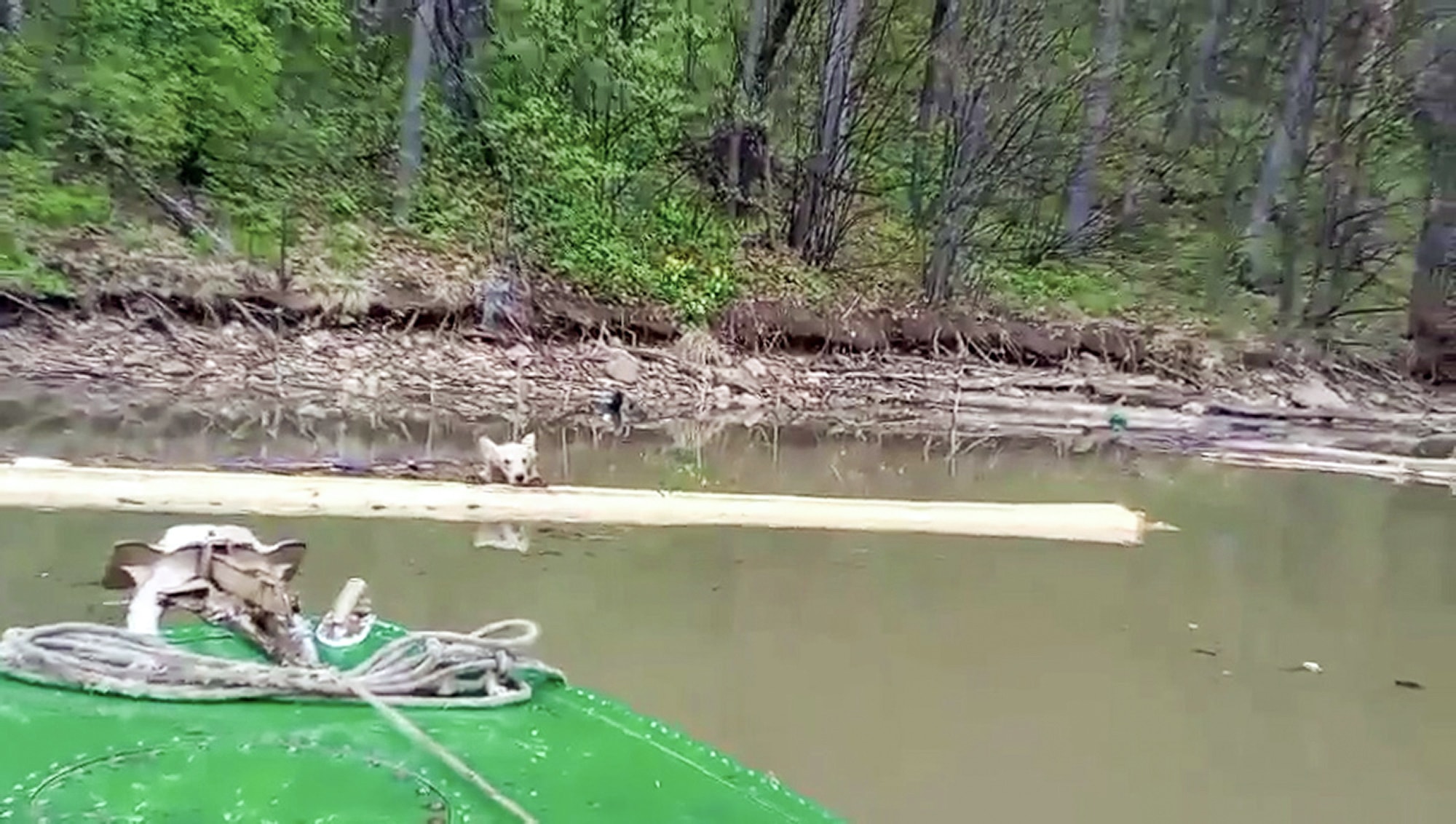 BEAR NECESSITIES - Boatman Rescues Drowning Cub Clinging To Log - Article cover image