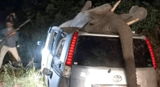 TUSKER HORROR - Elephant Shot Dead To Save People After It Crashes On Top Of Car After Accident - Article cover image