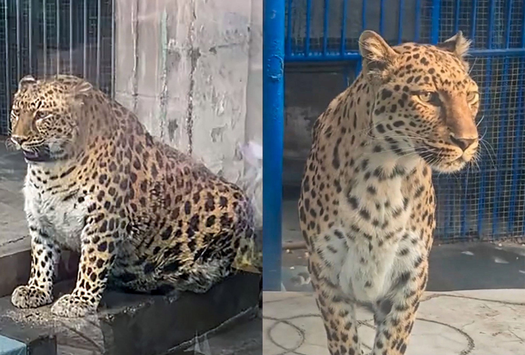 'CLAWS' - The Dieting Fat Cat Leopard Now Knocking Spots Off Its Rivals - Article cover image