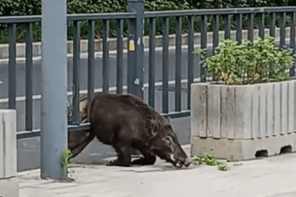 PIG IN A POKE - Trapped Wild Boar Shoot To Avoid Property Damage - Article cover image
