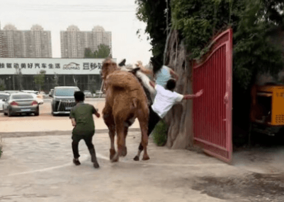 HUMPED OFF - Tourists Injured After Camel Bolts - Article cover image