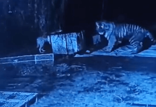 NOT TODAY TIGER - Brave Dog Stares Down Killer Cat In Village Standoff - Article cover image