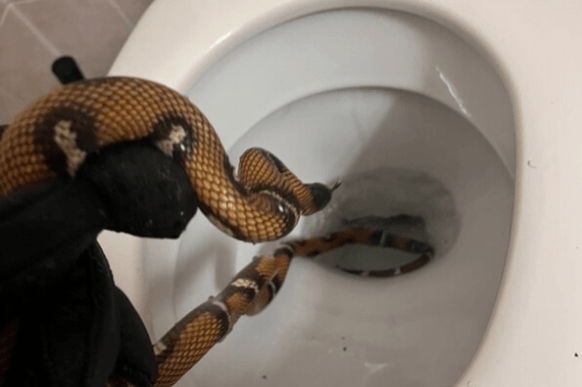 LOOS YOUR WAY? Terrifying Snake Found In Hotel Toilet Gets New Home - Article cover image