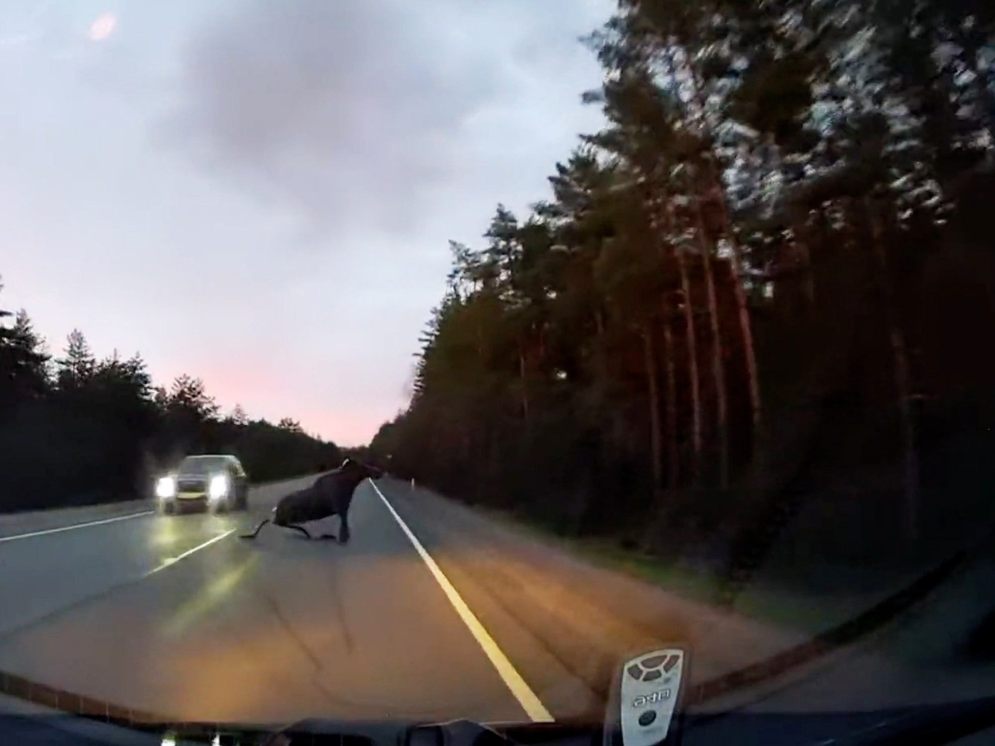 ELK AND SAFETY - Moose On The Loose On Highway - Article cover image