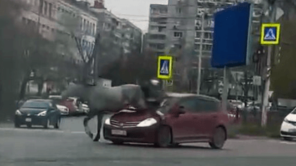 HORSING AROUND - Owner Fined Just GBP 7 After Runaway Horse Leaps Onto Car Hood - Article cover image