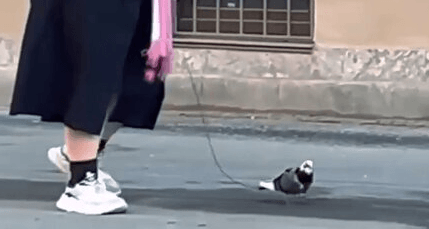 FEATHERED FRIEND - Woman Filmed Casually Walking Pigeon On A Leash - Article cover image