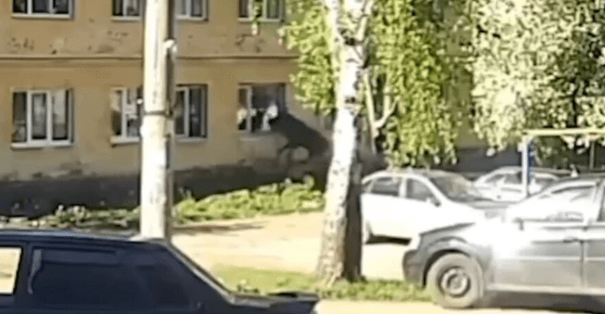 WINDOW PAIN - Female Elk Crashes Into Solid Glass - Article cover image