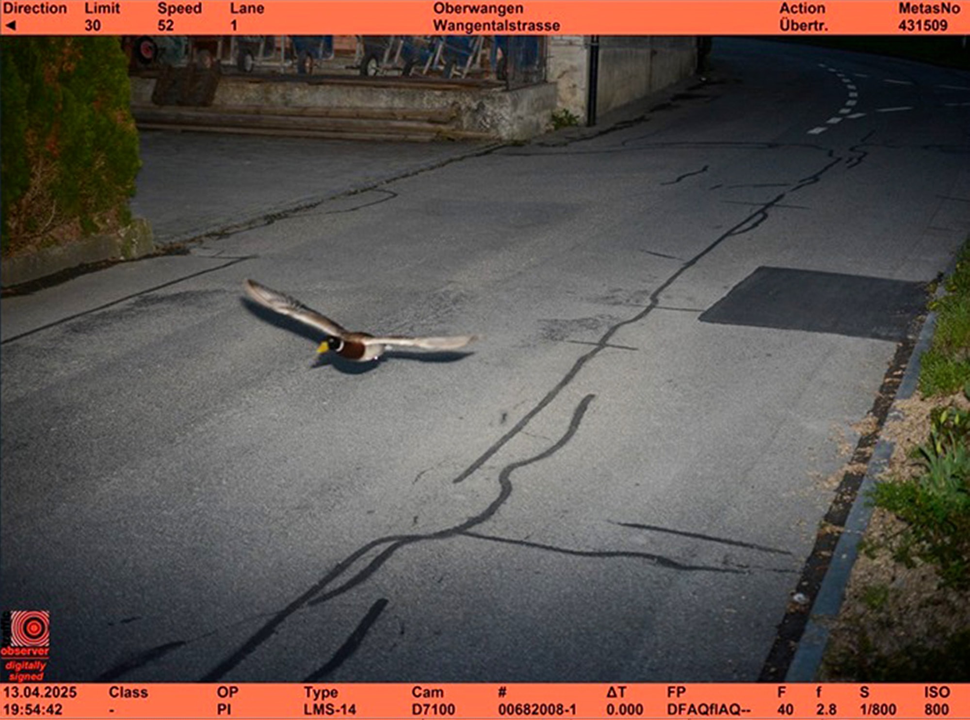 DUCK! Speeding Mallard Triggers Speed Camera - Article cover image