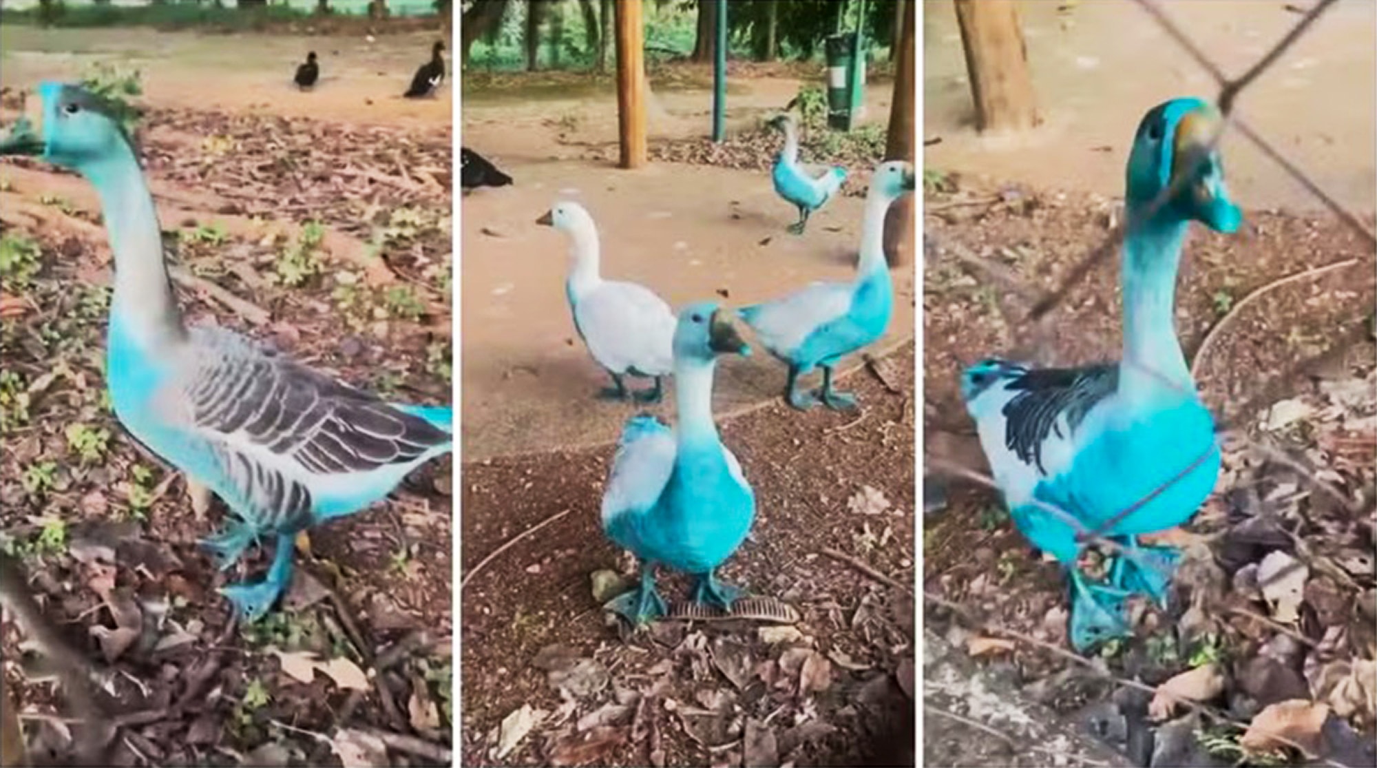 WHAT THE DUCK? Birds Turn Blue After Dye Tanker Crashes In Stream - Article cover image