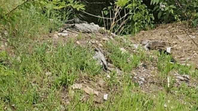 JUNIOR IDOL - 'I Hammered Seven-Year-Old To Death Like My Serial Killer Hero' - Article cover image