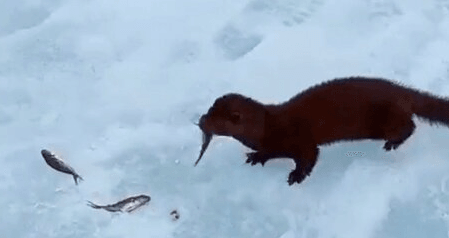 OTTERLY BOLD - Otter Steals Fisherman’s Catch In Cheeky River Raid Caught On Camera - Article cover image