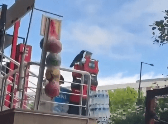 FOWL PLAY - Crow Caught Nicking Spicy Crisps Despite Shopkeeper's Warning - Article cover image