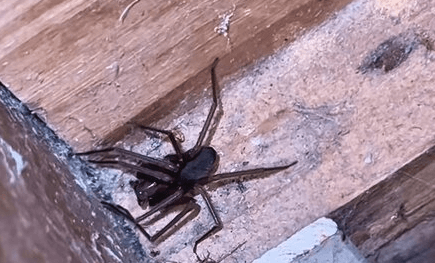 AIR BN-FLEE - Terrified Scientist Flees Room Infested With Deadly Flesh-Rotting Spiders - Article cover image