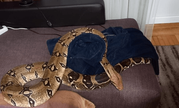 CRUSH HOUR - Woman Bitten By Pet Boa And Constructed In Its Coils Freed By Firefighters - Article cover image