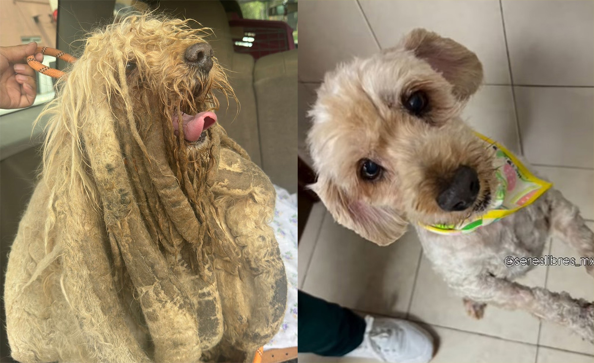 DOG MARLEY - Pooch Rescued After 10 Years Of Neglect While Growing Huge Dreadlocks - Article cover image