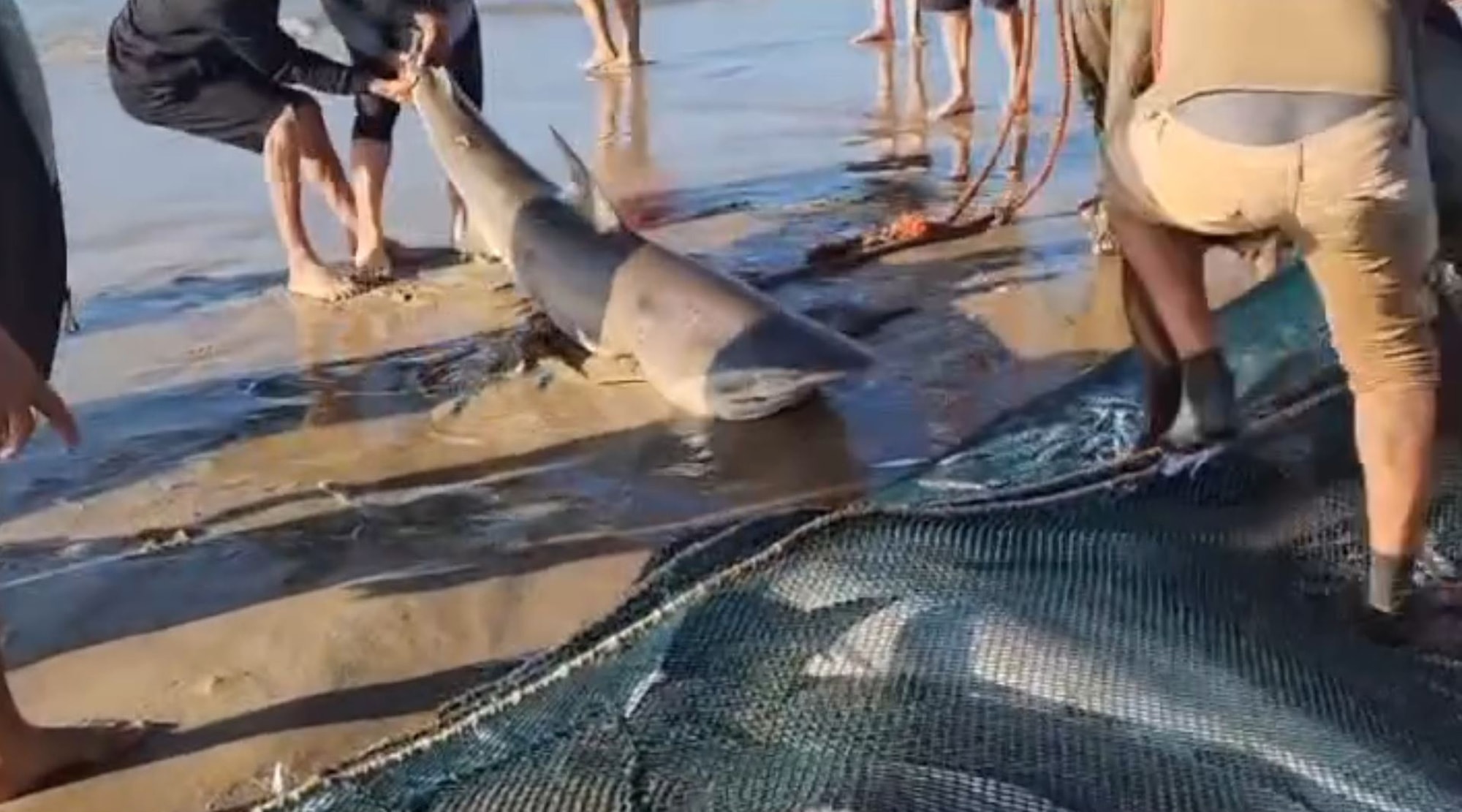 REEL SHOCK - Men Accidentally Catch 17 Sharks While Fishing For Sardines - Article cover image