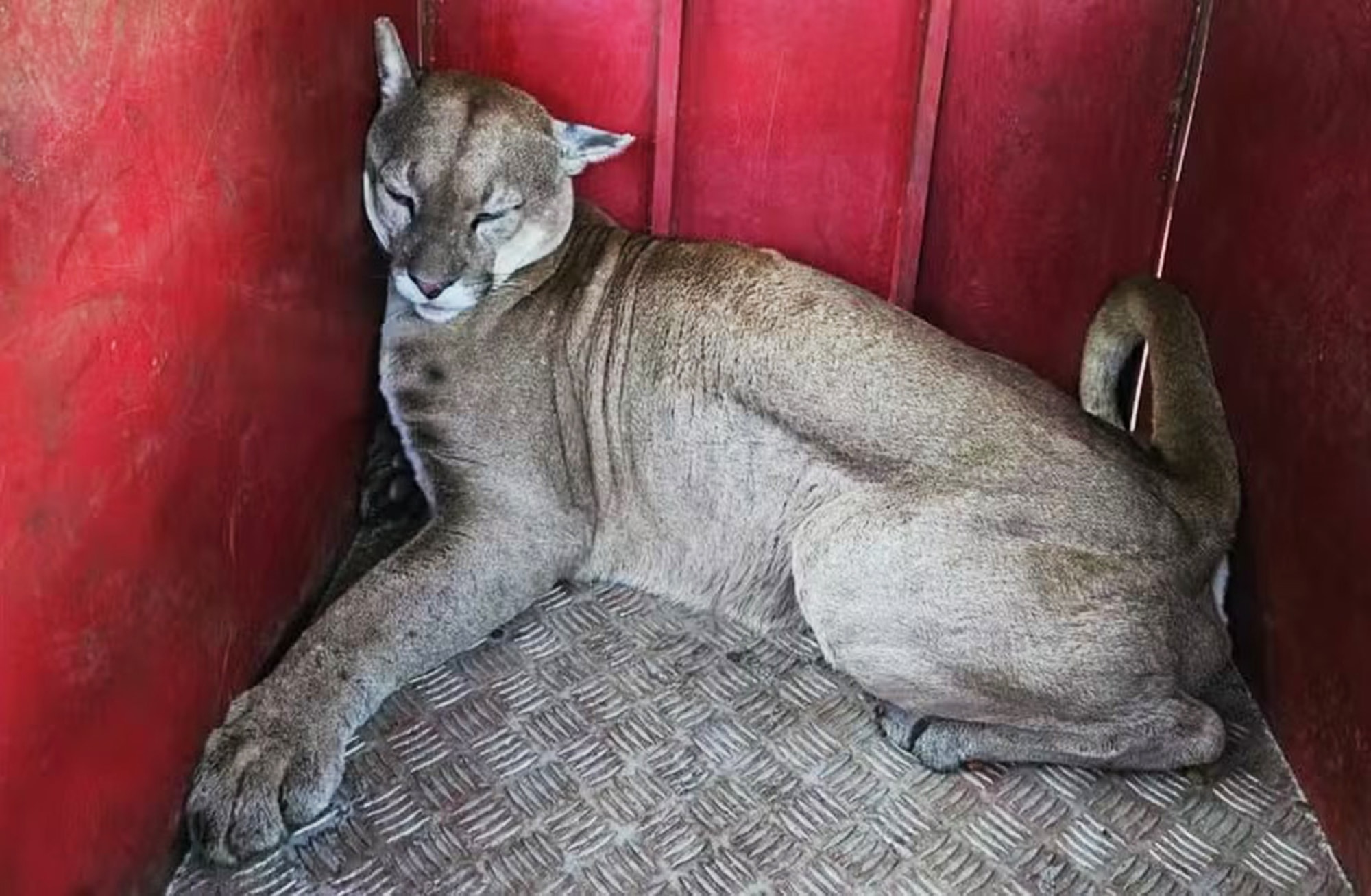 BIG CAT-CH - Hungry Puma Found In Lux Condo Garden - Article cover image