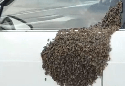 HIVE-JACKERS - Motorist Drives Around With Bee Swarm Clinging To Front Car Door - Article cover image
