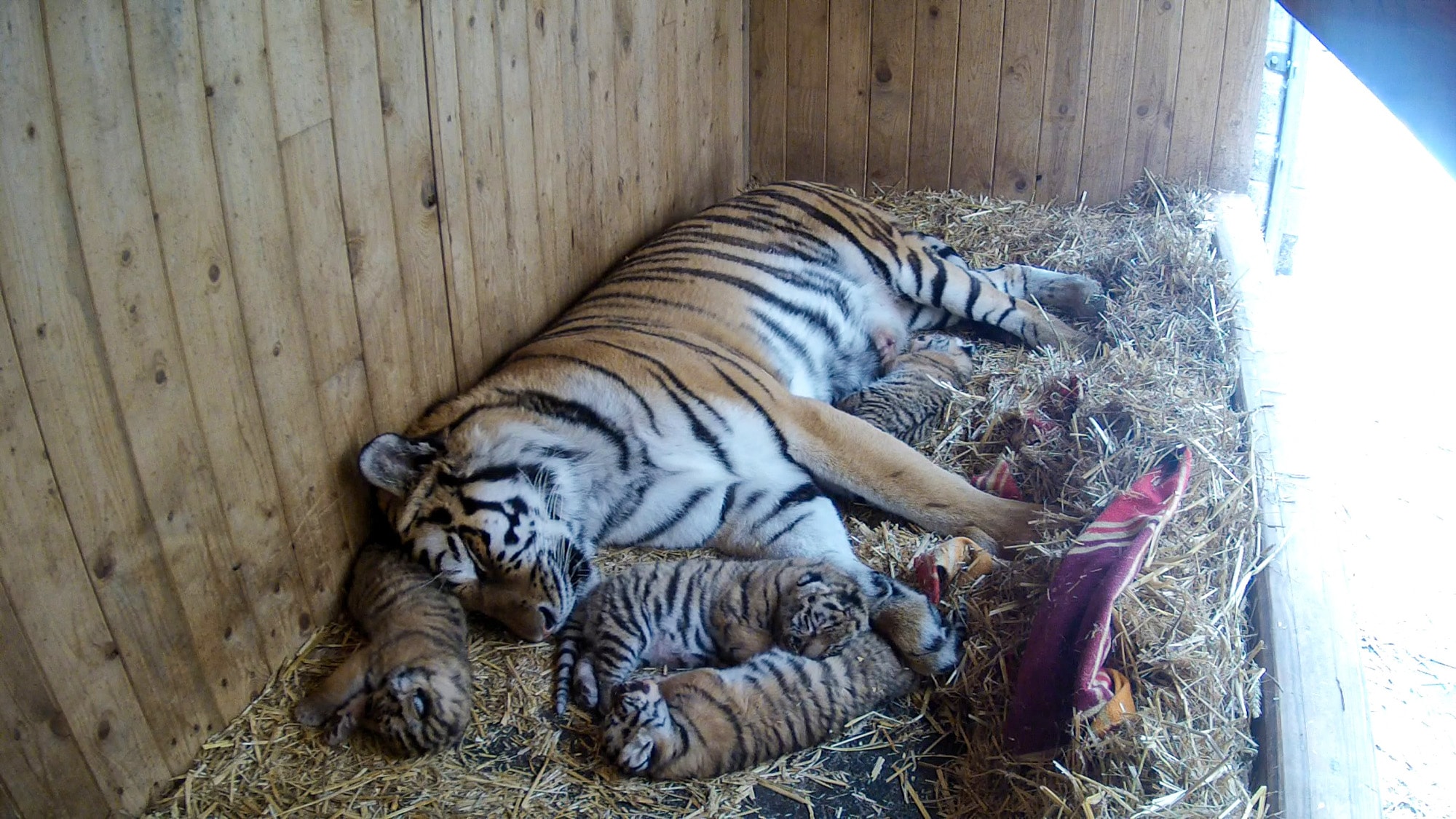 CUB CRUSH - Tiger Mum Accidentally Kills One Of Her Five Babies - Article cover image