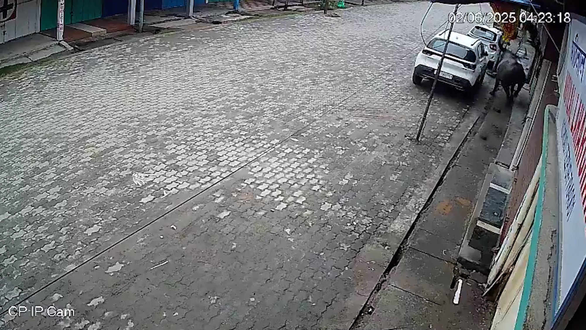 GORE ZONE – Wild Buffalo Kills Two In Street Rampage - Article cover image