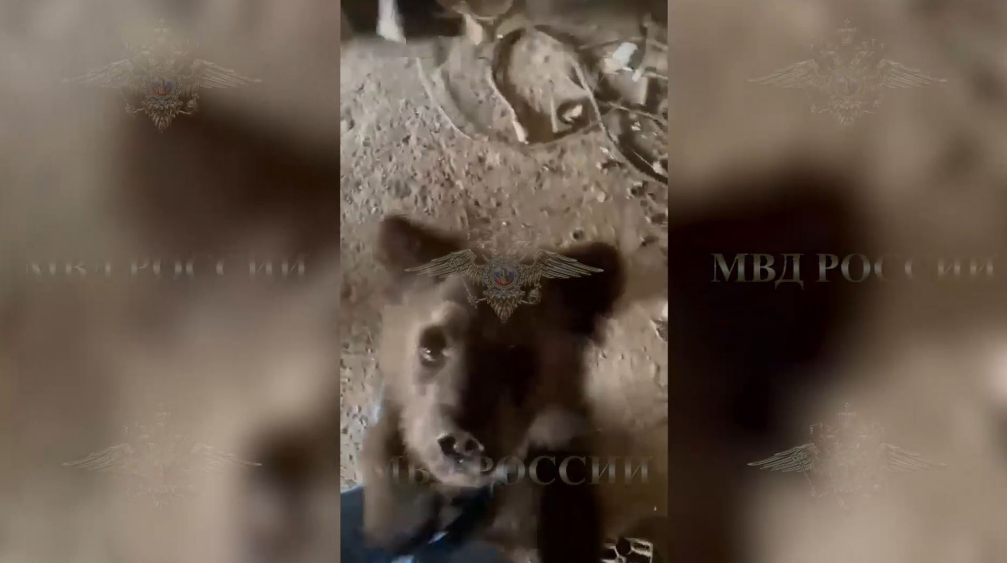 PAW'D YOU GET THERE - Stunned Officers Inspecting Man's Home Find Bear Cub In His Basement - Article cover image