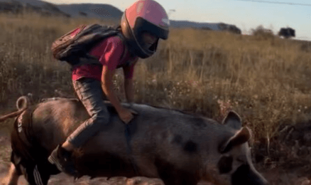 WHO DO YOU THINK YOU ARE - LESTER PIG-GOTT? - Pig-Riding Farm Boy's Trotter Home From School - Article cover image