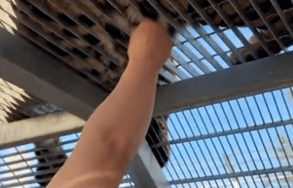 TIGER SKIN TUG - Zoo Lets Visitors Pull Out Big Cat's Fur To Ward Off 'Evil Spirits' - Article cover image