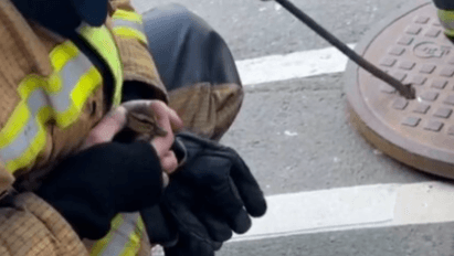 QUACKERS RESCUE - Touching Moment Firefighters Rescue Tiny Ducklings From Sewer - Article cover image