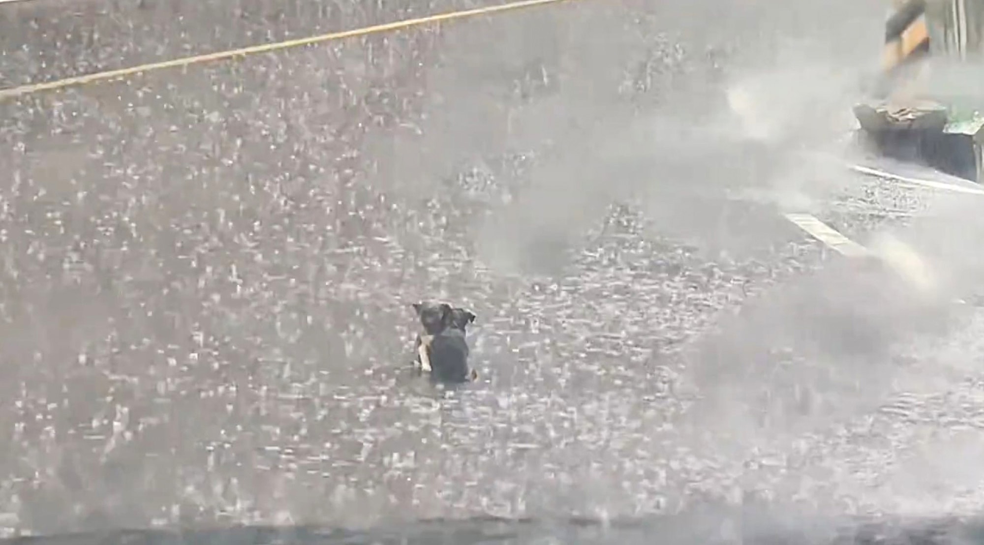 FUR-EVER HOME - Motorist Spots Two Tiny Dogs Snuggling Together During Storm And Adopts Them - Article cover image