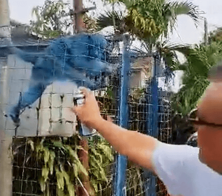 PAINT YOB - Outrage After Another Man Films Himself Spray Painting Monkey Blue - Article cover image