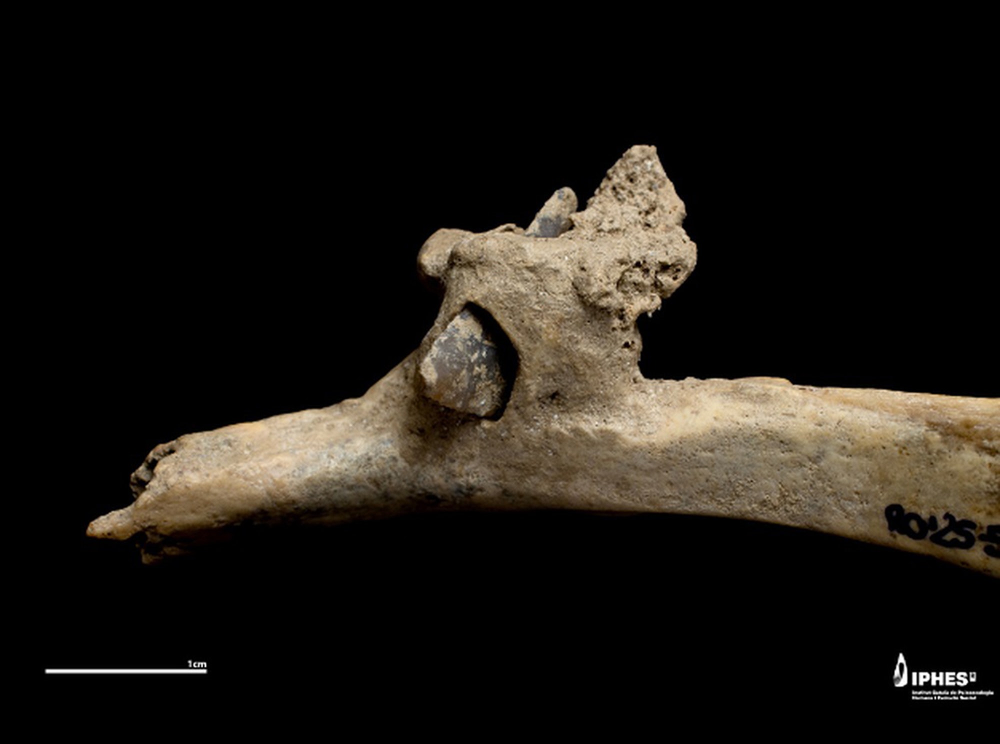 CHEST AMAZING - 4,000-Year-Old Shepherd Survived With Arrowhead Embedded In Rib - Article cover image