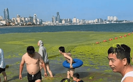 ALGAE-NST THE TIDE - Mountain Of Seaweed Piled High On Tourist Beach As Bathers Tackle Green Waves - Article cover image