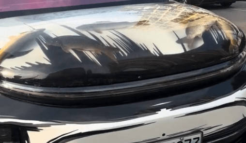 CAR-P DESIGN - Vehicle Owner Converts His Bonnet Into Bizarre Water Tank With Live Fish Inside - Article cover image