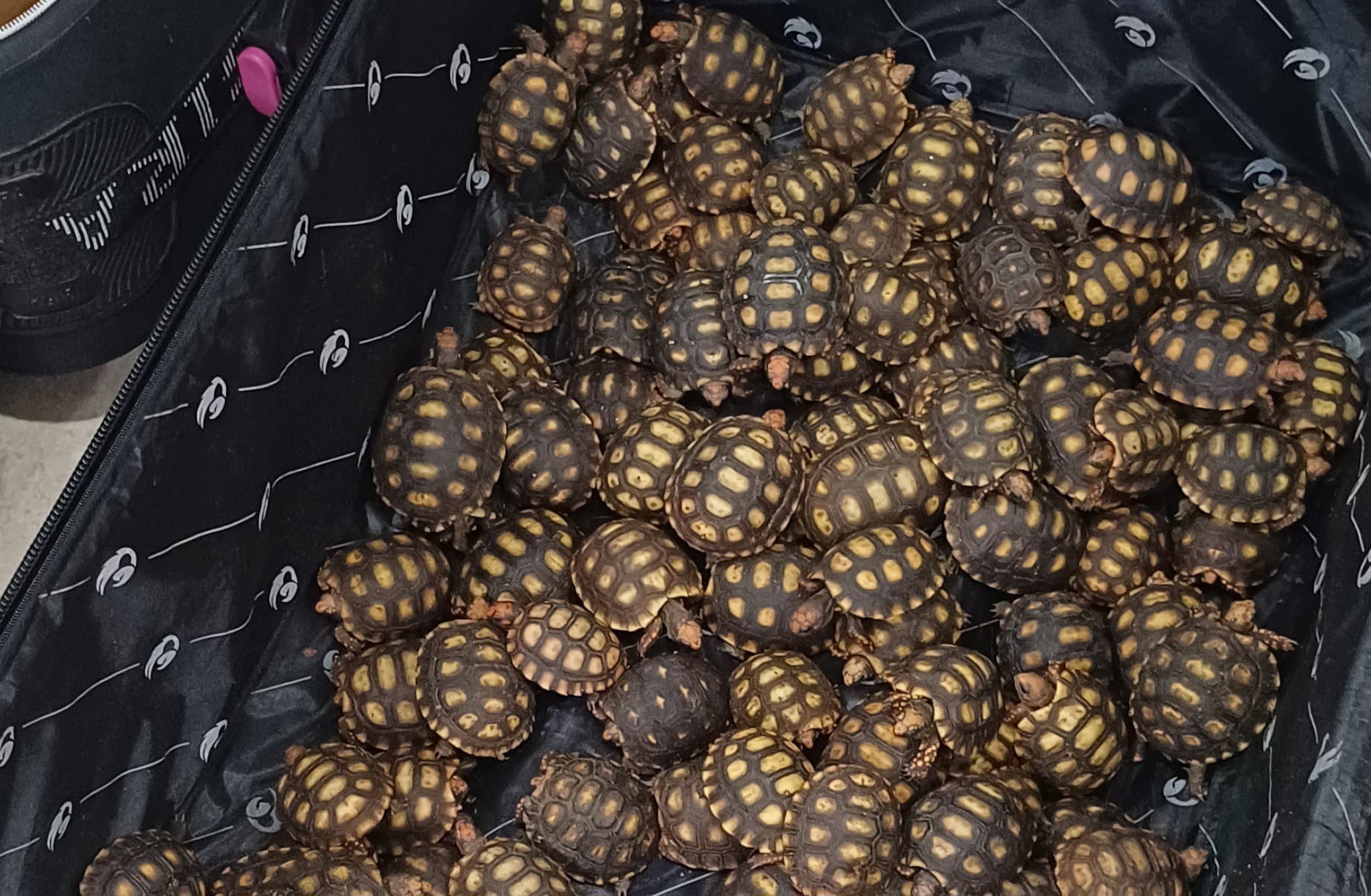 SHELL-SHOCKED – Horrified Cops Found 600 Baby Tortoises Hidden In Bus Passenger's Luggage - Article cover image