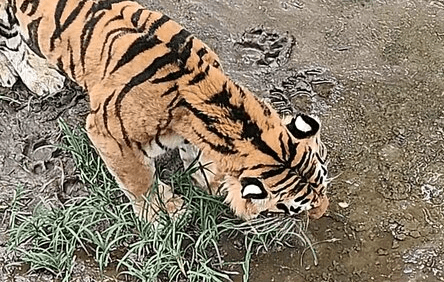 GRAZING CAT β Skinny Zoo Tiger Caught Chewing Grass Amid Claims Of Malnutrition - Article cover image